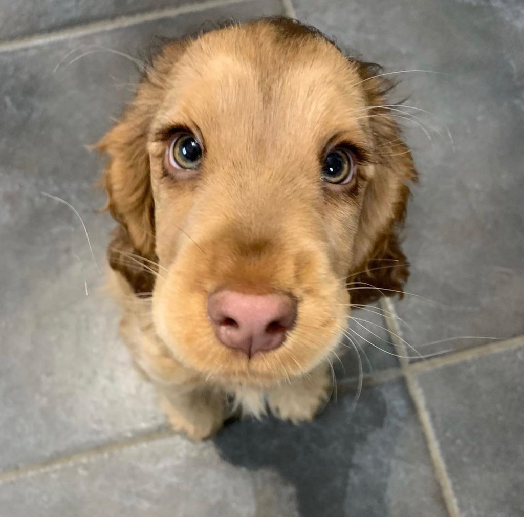 dog_rates's tweet image. This is Winnie. She needs to tell you a secret really quick. It’s that she hopes you have a good day. 13/10 that didn’t need to be a secret but i still appreciate it very much