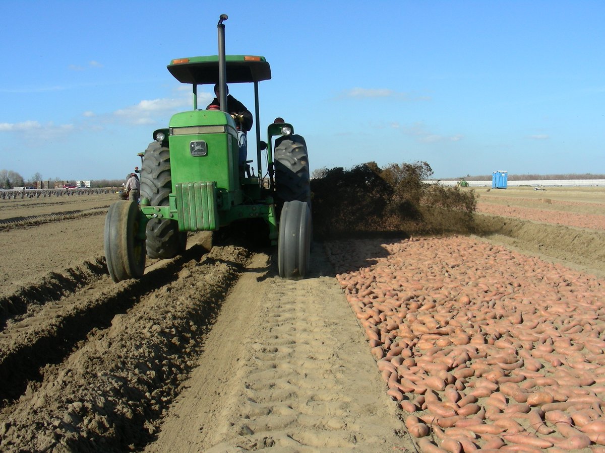 February in California for A.V. Thomas Produce means preparing "Hot Beds" and growing Sweet Potato Slips. <a href="/casweetpotatoes/">CA Sweetpotatoes</a> <a href="/cagrownofficial/">CA GROWN</a> #healthy #sweetpotatoes