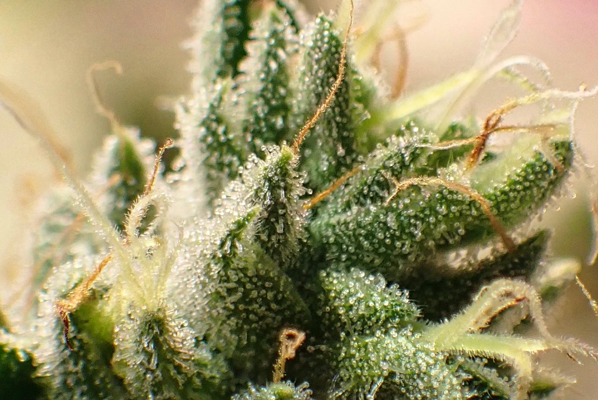 #sourbestshitever #sourbest #strain ⁣⁣
⁣⁣
⁣⁣DAY 46 ⏳⁣
⁣⏰⏲counting down to #harvesttime ✂️⁣
⁣⁣⁣🌋tomorrow 👀 look out for DAY 53⏳⏰

#MondayVibes #MedicalCannabis #maryjane #OneLove #hippie #tommychong #marijuanaseeds #GrowOrganic #hydro #indo #higherconsciousness