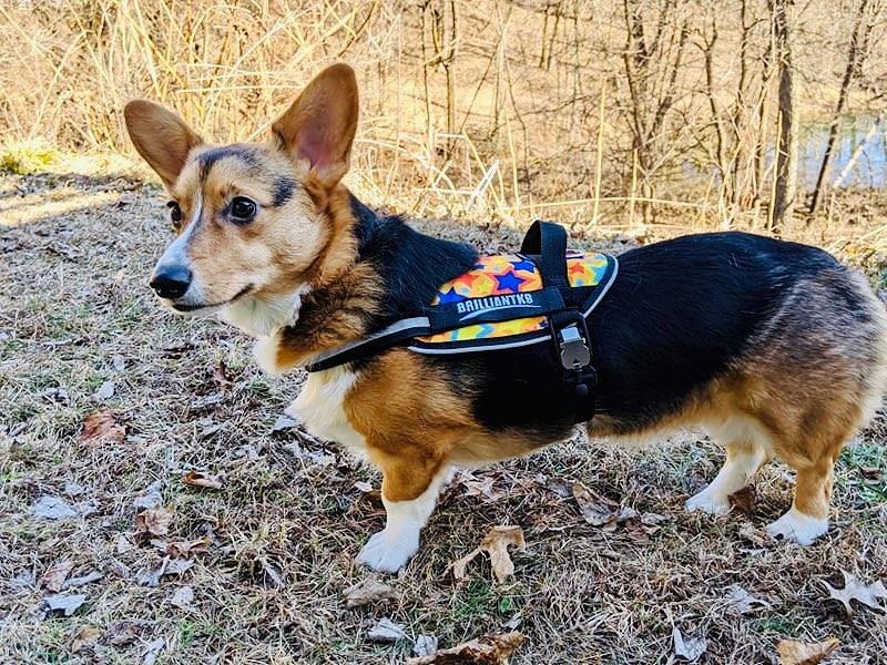 brilliant k9 harness