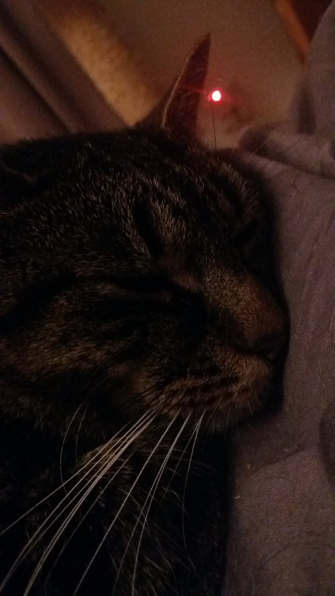 nisoliwo's tweet image. Hur söt? #cat #katt #cornflake