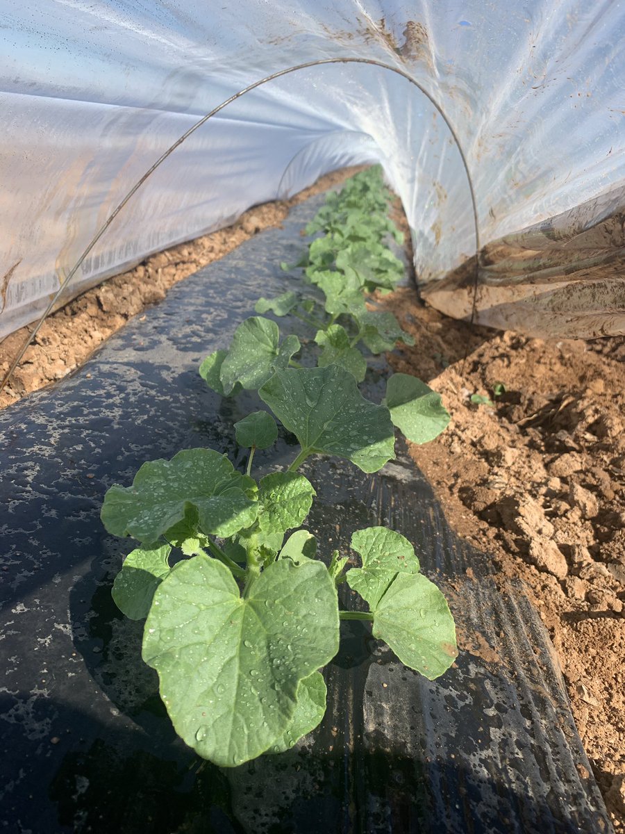 SantaRosaProduc's tweet photo. Cantaloupe plants growing beautifully in Maricopa Arizona #santarosaproduce #Arizona #azgrown #cantaloupe #maricopaaz https://t.co/Te2e2xqy4s