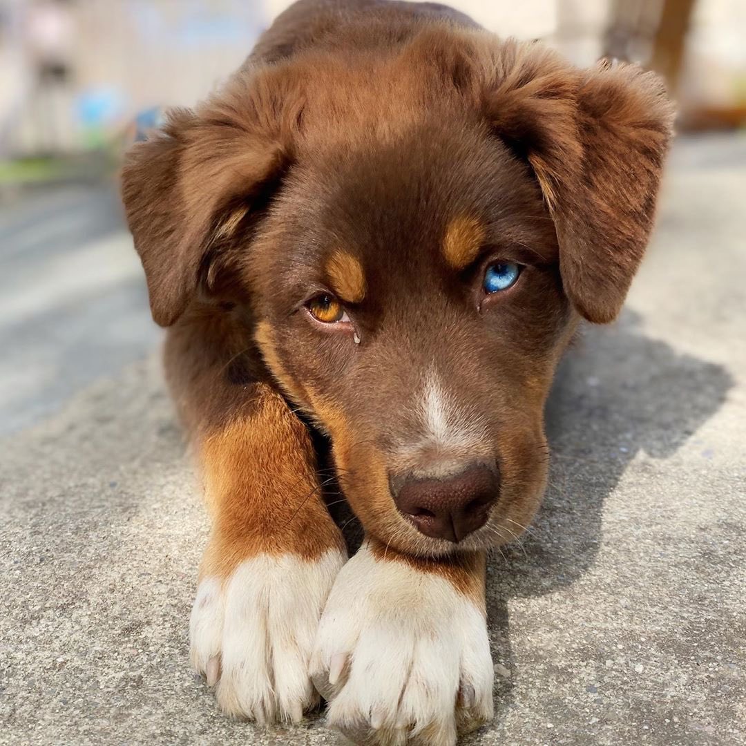 Meet Chase the Red Tri Aussie