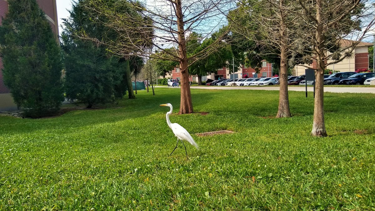 UCFadmissions's tweet photo. It may not be Pegasus, but it is always lovely to see feathered Knights and other wildlife around the #UCF campus! #ExploreUCF https://t.co/aduBDP6qjt