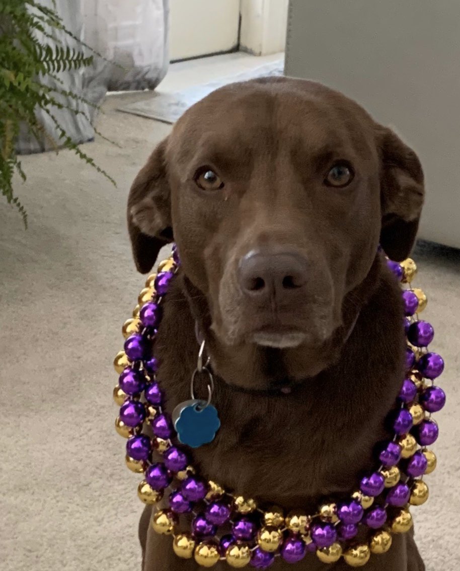 AscoWindow's tweet image. Meet Brookes. Our Mardi Gras mascot!