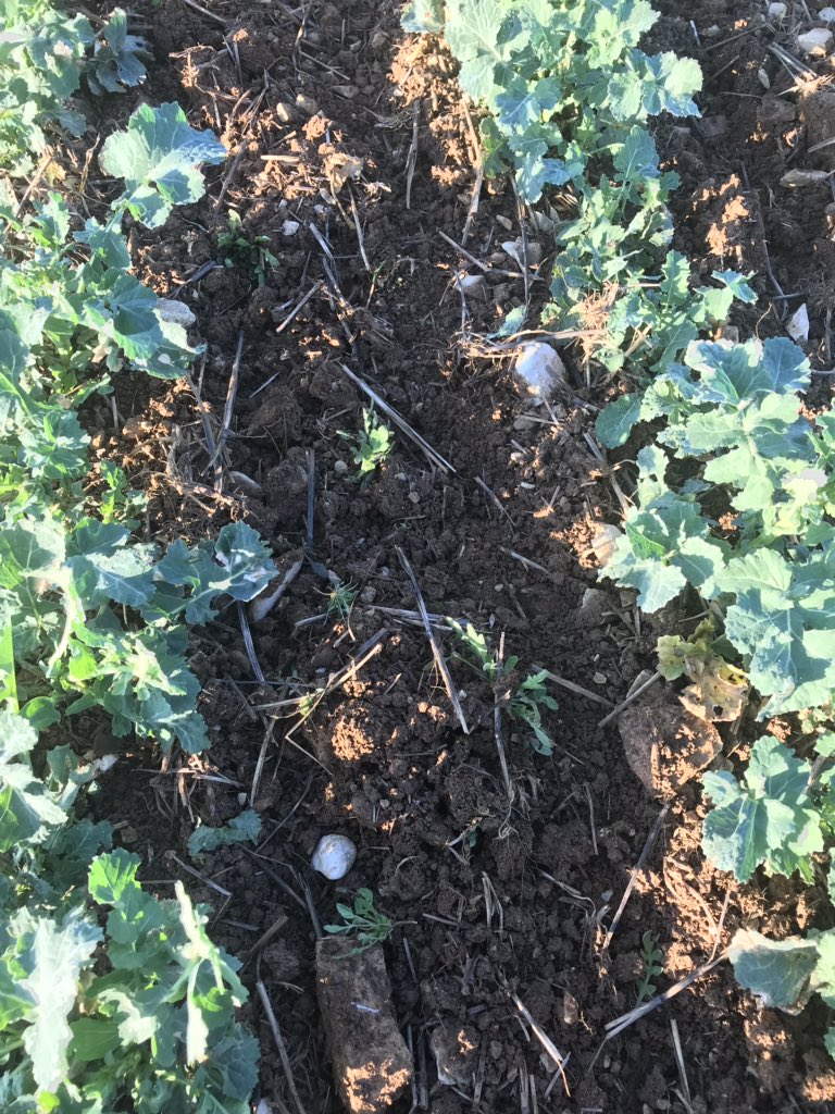 OlivierCOSTE2's tweet photo. Il était difficile d’avoir une journée favorable cette année🌧☀️🌧,pour le #binage #colza.
Mais c’est fait🙏.
Merci à l’#ETABalanche pour sa réactivité,chez #ceuxquifontdesessais #UPVY #Yonne #Maligny #Chablis @terresinovia @FopProducteurs @laurentjung54 . https://t.co/bpb5xAMJQL