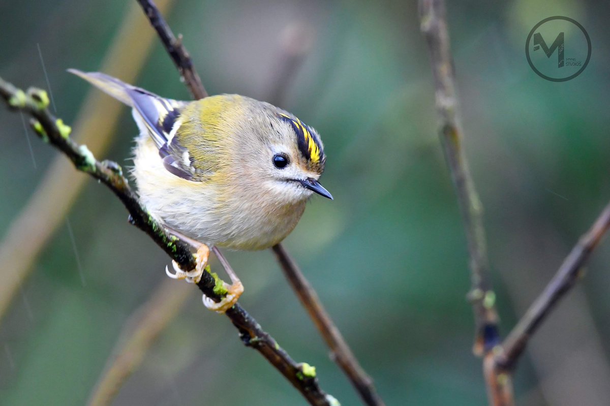 Goldcrest at Westbury STW @Birdies_UK @BirdGuides @BirdwatchExtra @BirdWatchDaily @_BTO @BTO_Wilts @WiltsWildlife @wiltshirebirds @southwiltswild @Britnatureguide @wildlife_uk #britishbirds #ukbirds #goldcrest