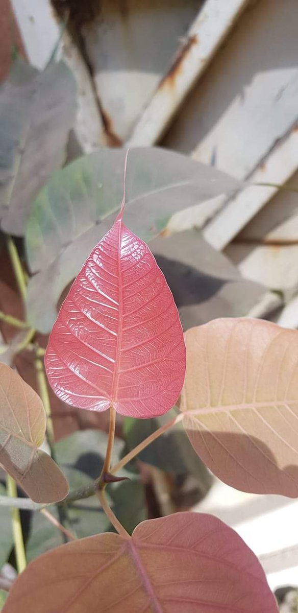 Colors Of Nature 🍃
#Nature #leaf #peepaltree #peepalleaf #ficusreligiosa