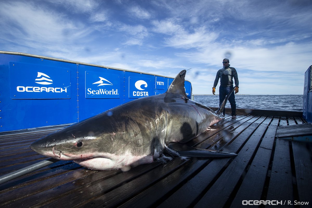 OCEARCH's tweet photo. Wow look where white shark Unama’ki is! She has moved west of the Mississippi River in the Gulf of Mexico. It’s the first time we’ve tracked a white shark to this area off the coast of Louisiana. Is this a whole new piece to the white shark puzzle? https://t.co/fUz2WmrN1q