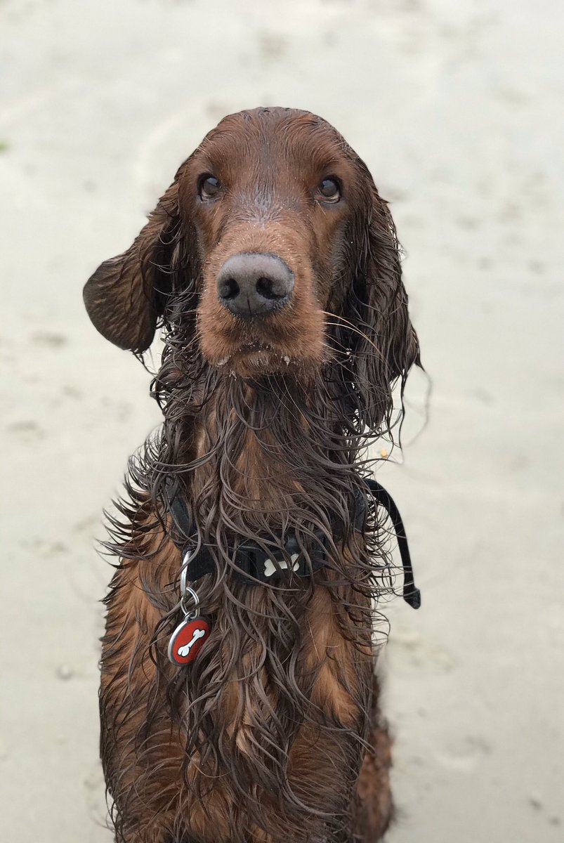 scampers dog daycare