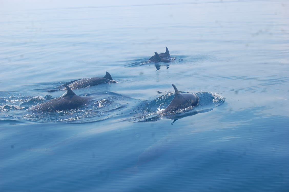 We are located in one of the most beautiful and easy to visit areas to find wonderful animals such as dolphins ❤️❤️😍
.
.
.
#puravida #costarica #love #happy #nature #paradise #lifestyle