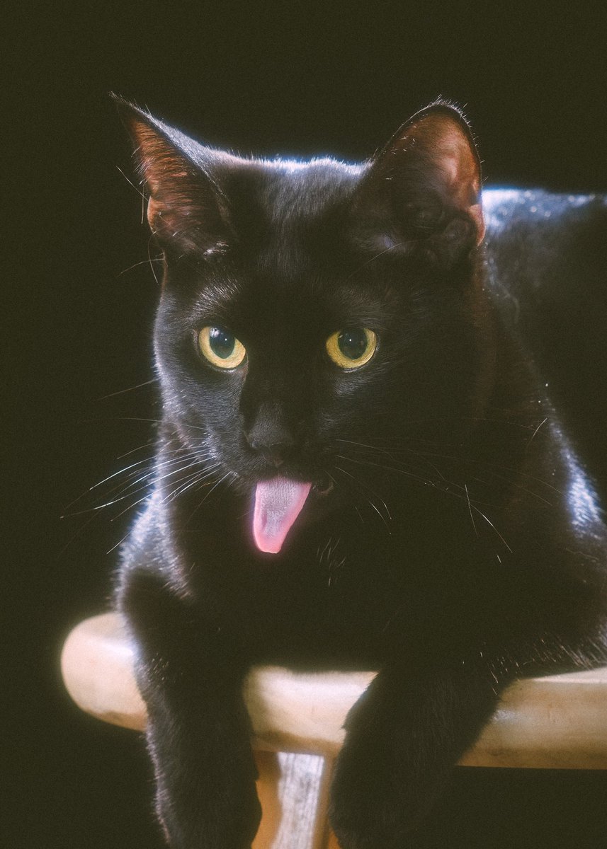 Jodelle Ferland tweet media