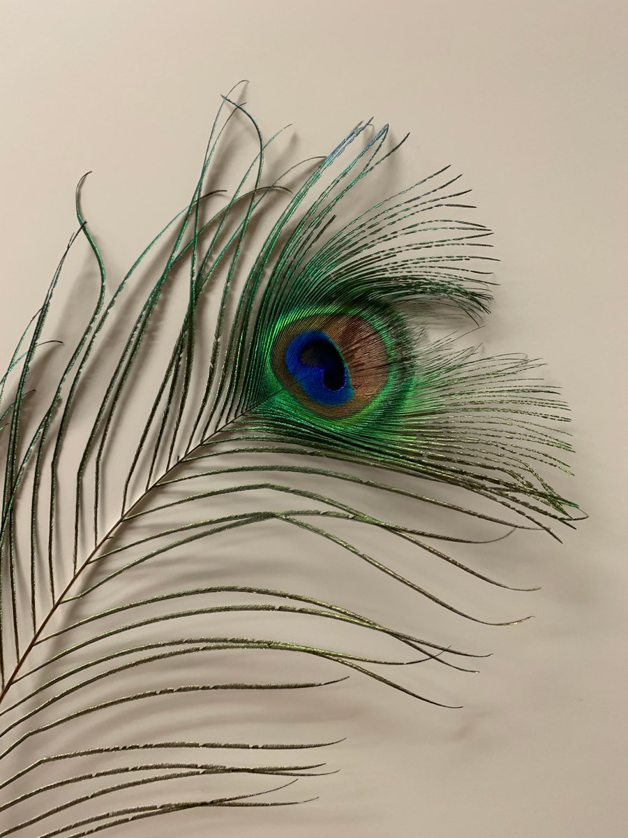 Behind the Science (@sciencemhk) on Twitter photo Did you guess a peacock feather for last week's #MicroscopicMonday? Did you guess a peacock feather for last week's #MicroscopicMonday?