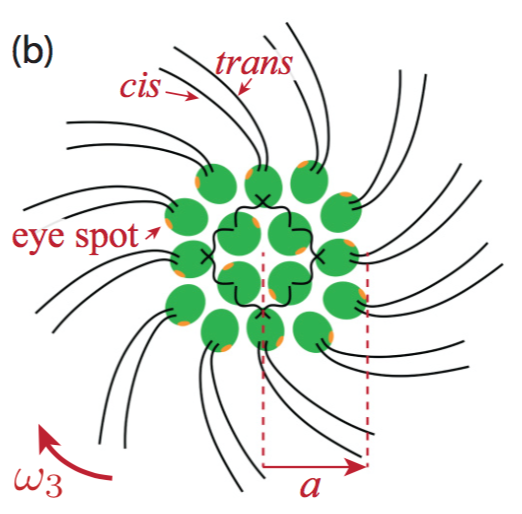 micromotility's tweet photo. #gonium eyes https://t.co/SAtGHOv1eb