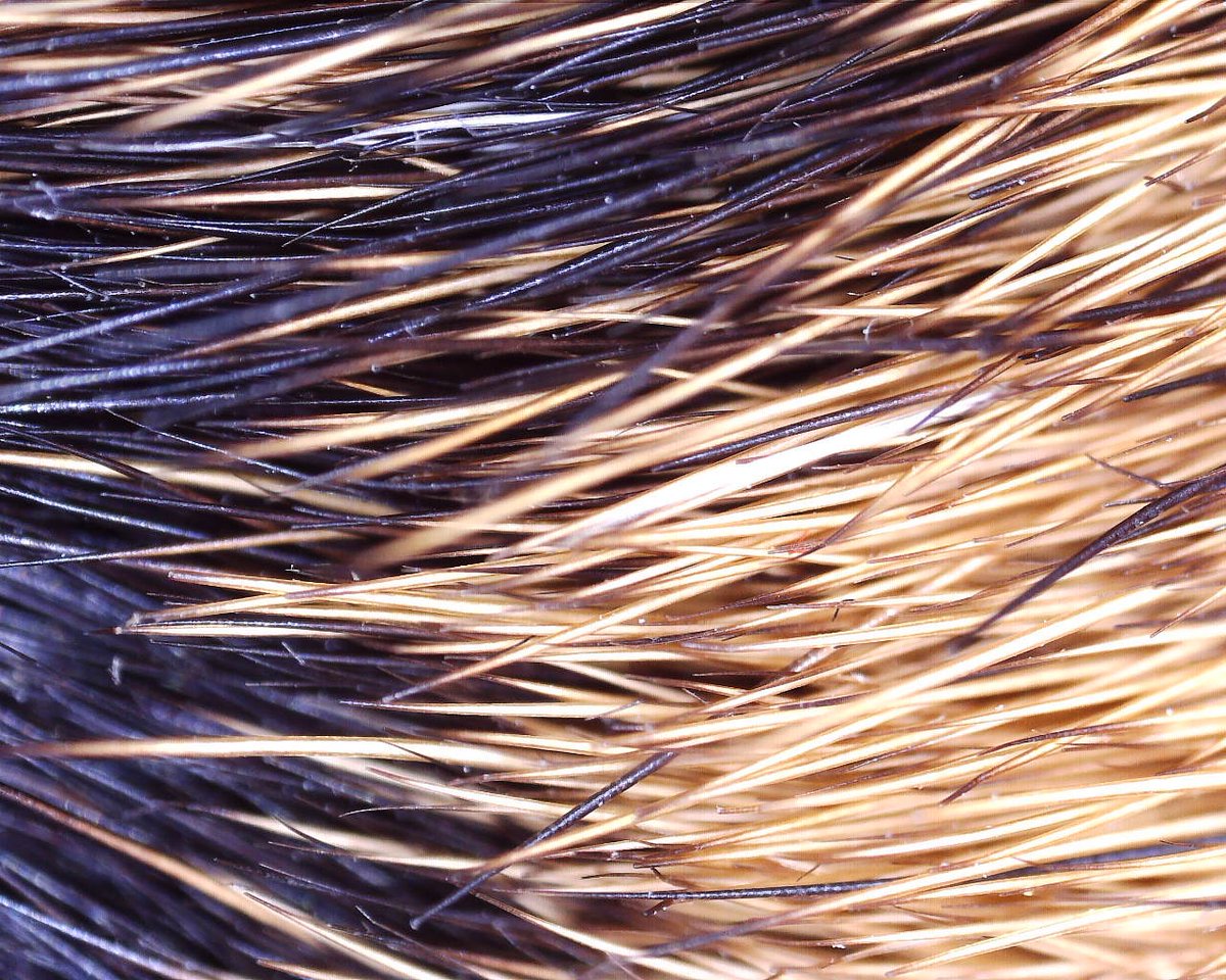 Behind the Science (@sciencemhk) on Twitter photo For this week's #MicroscopicMonday, which animal do you think that this belongs to? #sunsetzoo #sciencetwitter #zoo #conservation #education <a href="/sunsetzoo/">Sunset Zoo</a> For this week's #MicroscopicMonday, which animal do you think that this belongs to? #sunsetzoo #sciencetwitter #zoo #conservation #education <a href="/sunsetzoo/">Sunset Zoo</a>
