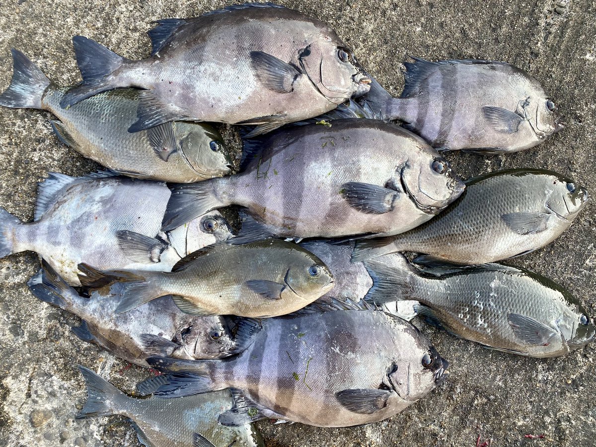 無料ダウンロードシマダイ 食べ方 最高の花の画像