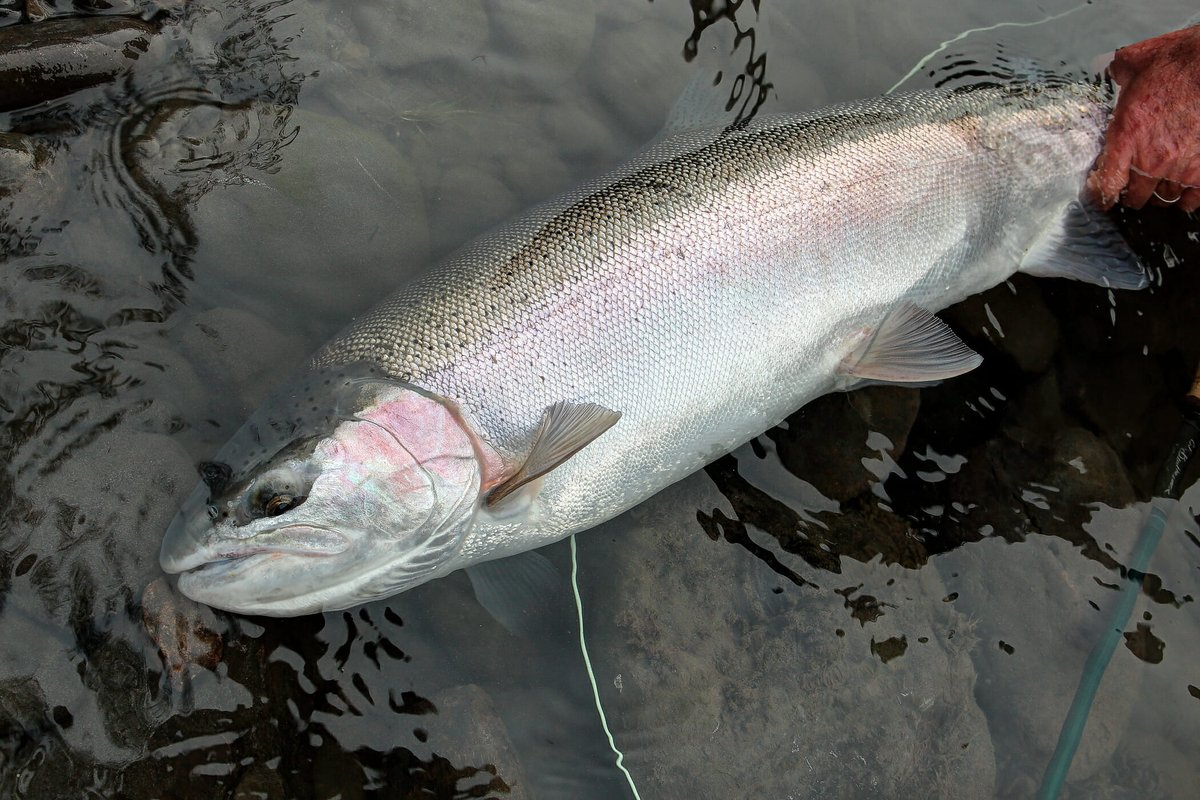 A broad coalition of power companies, the transportation sector, conservation groups and community utilities urge Northwest governors to act on salmon and steelhead recovery. bit.ly/2Pj5lTw <a href="/GovKateBrown/">Gov Kate</a> <a href="/GovernorLittle/">Brad Little</a> <a href="/GovernorBullock/">Steve Bullock</a> @GovInslee #MakeFishingGreatAgain