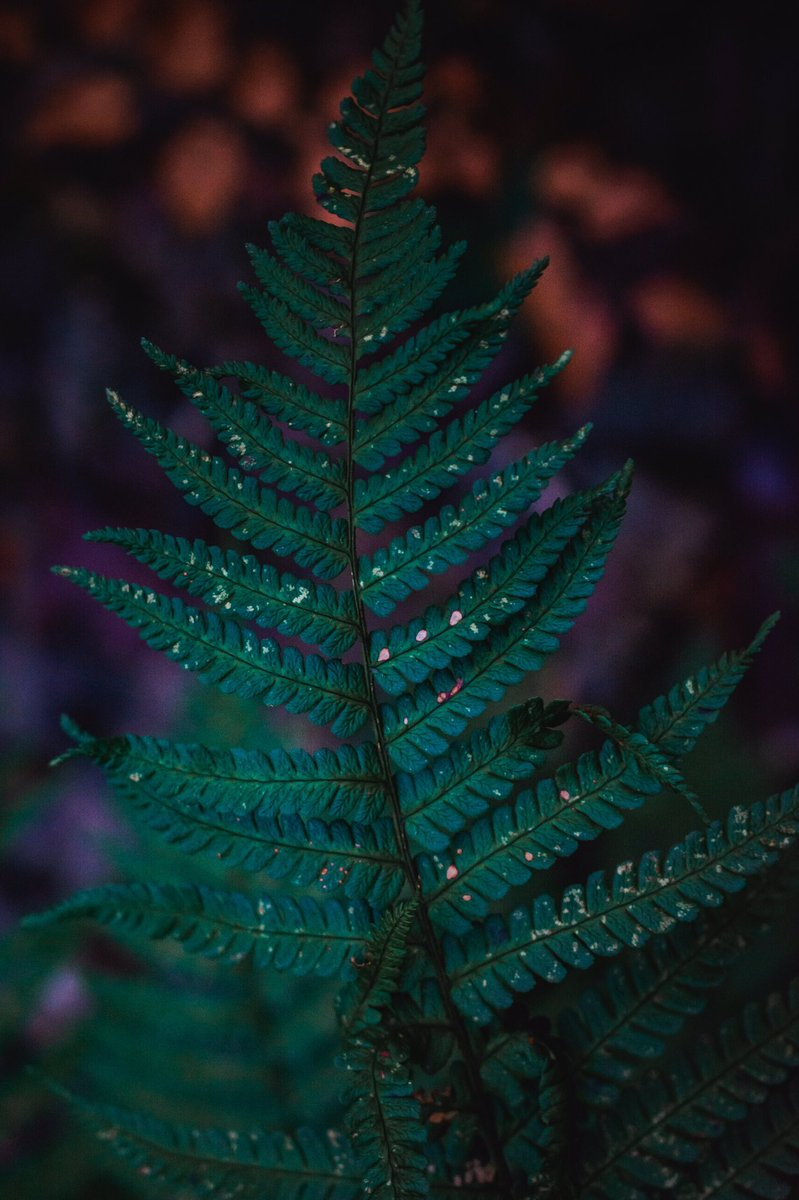 KandGpic's tweet image. @kandgpic #fern #fernleaf #nature