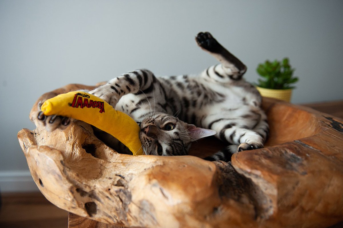 CalicoCrew1's tweet photo. Did You Know...
The effects of catnip only lasts 5-15 minutes, but not every cat gets βhighβ from catnip. Whether or not a cat responds to it depends upon a recessive gene: no gene, no joy.
Let's see your cat playing with their catnip toys.
#CalioCrew https://t.co/ZBAKNPO40U