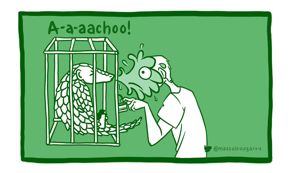 masselouxgarou's tweet photo. #PangolinFunFact Day 23: Pangolins are known hosts to numerous zoonotic viruses, including strains of Sendai virus (SARS) and Coronavirus very similar to those found in humans. (1/2) #WorldPangolinDay https://t.co/nDr1VCLjAT