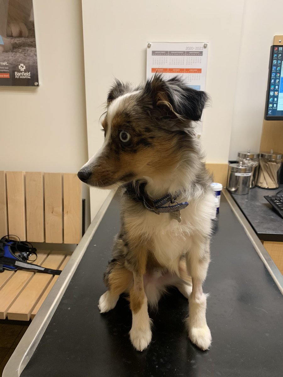LlarisaAbreu's tweet photo. This little guy has had a rough few days. Currently at the vet.. again. I hope he gets well soon. #Harper♥️ #miniAussieMom https://t.co/A95mt2Zjlw