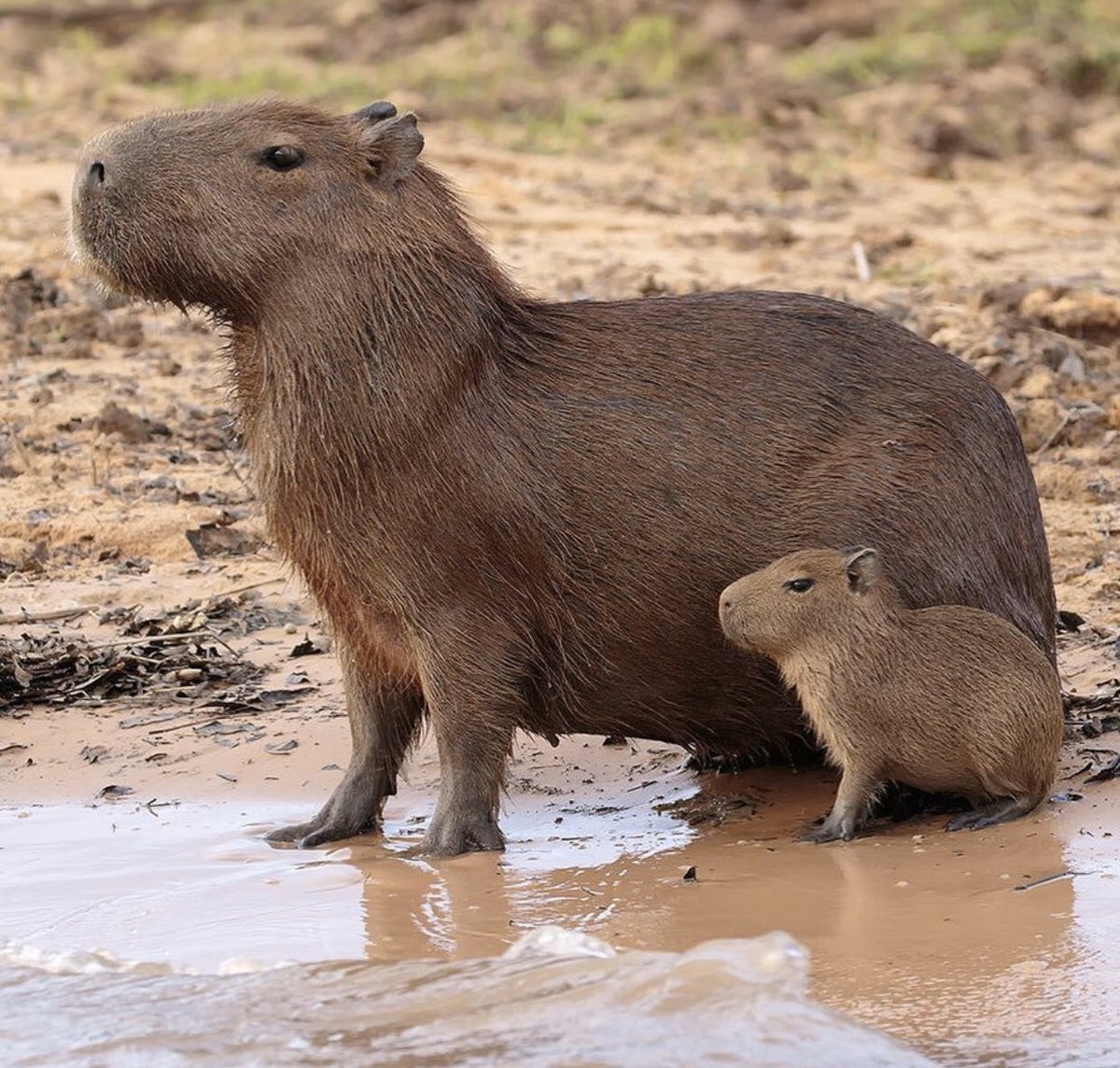 CapybaraCountry's tweet photo. like father like son https://t.co/aZPK9kekj3
