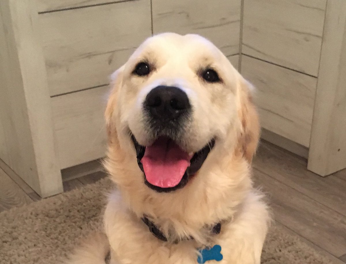 Golden smiles are contagious 😃
Pass it on....