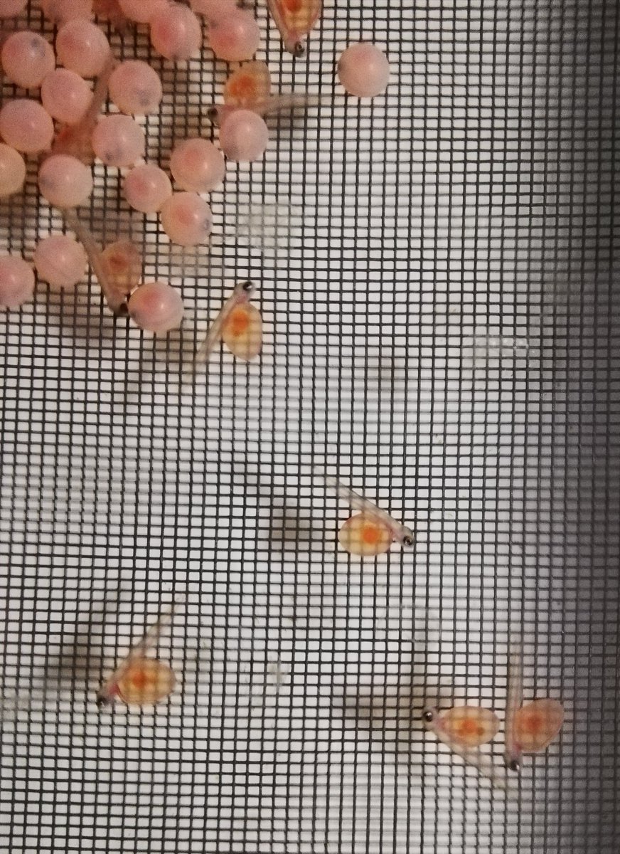 Monica B Betancor ๐ฎ๐จ (@monik_beta) on Twitter photo Our wee salmon just started hatching ๐ Soon we'll start evaluating the genotype*nutrition interaction in <a href="/aqua_impact/">AquaIMPACT</a> project <a href="/IoAStirling/">Institute of Aquaculture</a> <a href="/StirUni/">University of Stirling</a> <a href="/ashienorris/">Ashie</a> Our wee salmon just started hatching ๐ Soon we'll start evaluating the genotype*nutrition interaction in <a href="/aqua_impact/">AquaIMPACT</a> project <a href="/IoAStirling/">Institute of Aquaculture</a> <a href="/StirUni/">University of Stirling</a> <a href="/ashienorris/">Ashie</a>