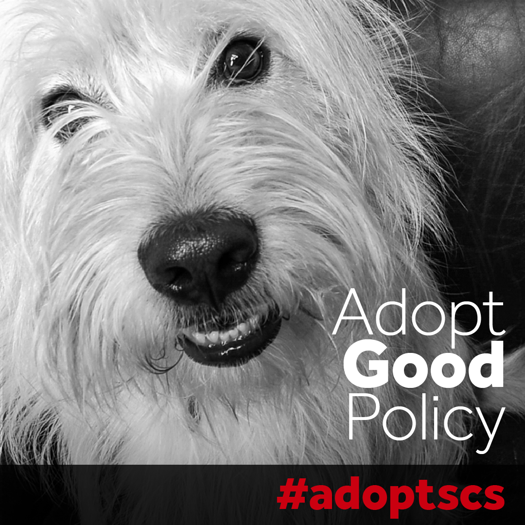 humanecolorado's tweet photo. Socially conscious sheltering was created by shelter leaders to ensure the best care for our homeless cats and dogs #adoptgoodpolicy #adoptscs
Get involved: https://t.co/5Tp4g8rgI9 https://t.co/7BIbArzxAs