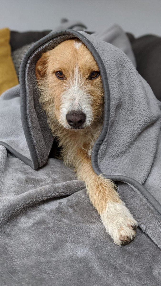 Chimney Farm Rescue tweet media