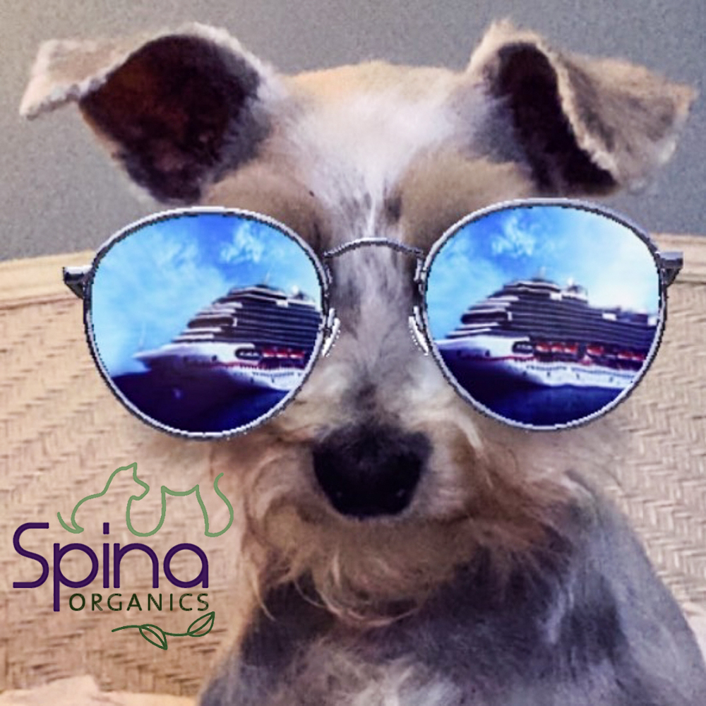SpinaOrganics's tweet photo. #spinaorganics  #alwaysorganic #spinastat #dogshades #beachdog
#westiesofinstagram #schnauzersofinstagram #rescuedogs #bradentondogs https://t.co/h8P2IWZFvR