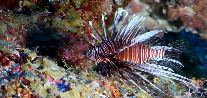 Lionfish are native to the Indo-Pacific region but are now taking over ecosystems in the Atlantic, including #coralreefs. Learn more about this invasive species. go.usa.gov/xdB9c #InvasiveSpeciesWeek