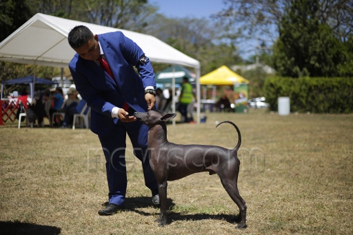 Ro_Sura's tweet photo. El Salvador National Dog Show 2020
#Pomeranian #PeruvianHairless #Bulldog https://t.co/yDXc4zyHy2