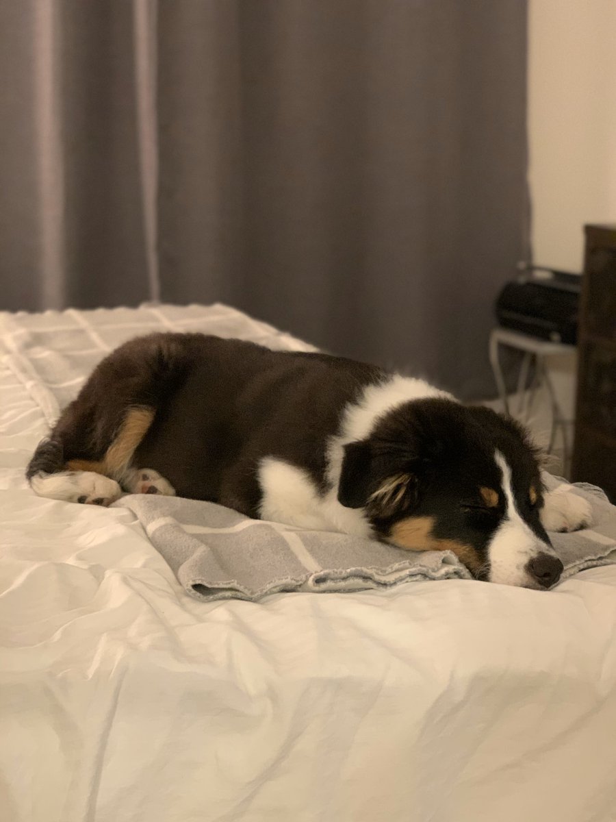 bryanhernz14's tweet photo. @aussiesdointhgs good sleepy boy, playful sleepy boy. #meetRex https://t.co/QQHlTuXY4p