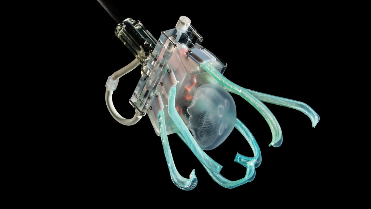 Gizmodo's tweet photo. Linguine-fingered robot has touch only a jellyfish could love https://t.co/AeburZWFgc https://t.co/61ZsMKF793