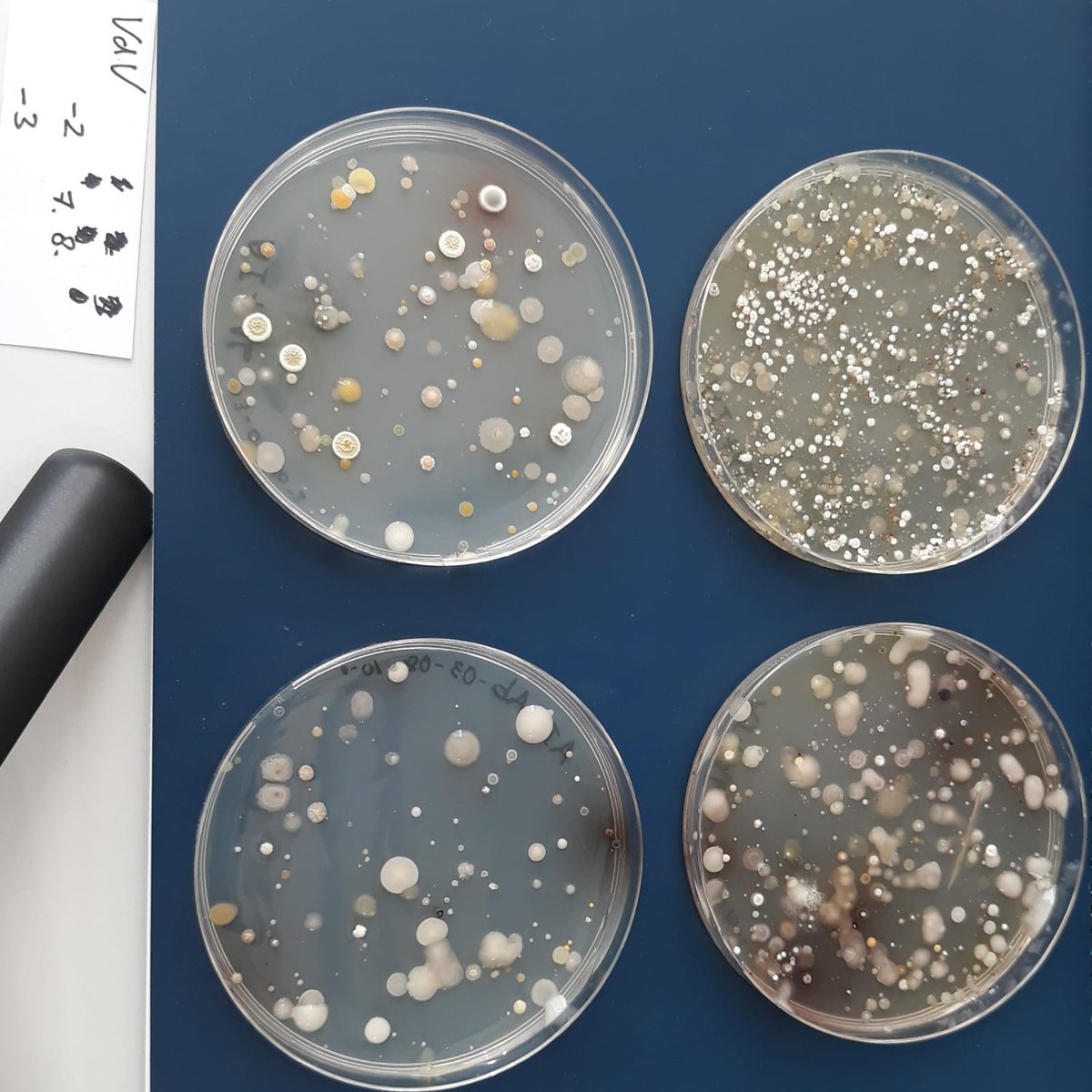 AlbaceteSwi's tweet photo. Las colonias que han crecido de las muestras de suelo recogidas por los alumnos del @iestnt y del @02000738 son muy interesantes 👀
#SWISpain #SWIAlbacete #AntibioticResistance https://t.co/3uJn632Ttz