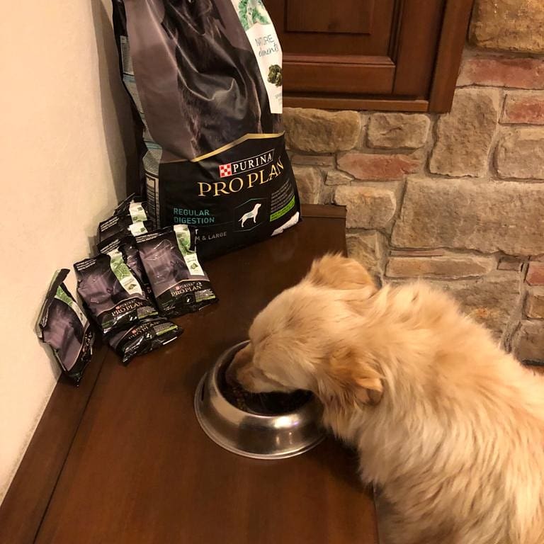 Alda78078483's tweet photo. Momento di vero godimento!!!!! 😜#proplan #prodottoinviatoda #purina #natureelements #InsiderStories https://t.co/Pt9w23qFm3