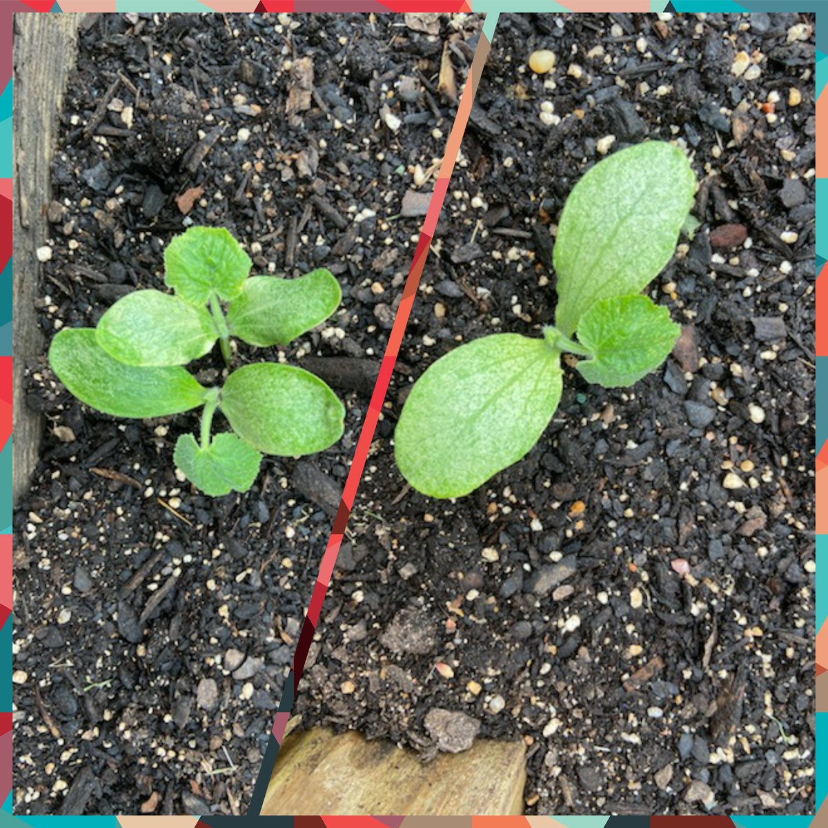 McGowenSci's tweet photo. The squash are growing! #mrjhmavs #mrjhscience #environmentalclub #garden https://t.co/uNM8Vpg6y6