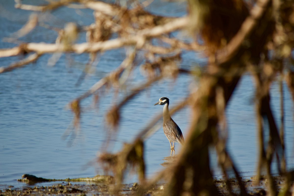 back! 6. yellow-crowned night heron. as the name suggests, it prefers hunting at night. but as these pics show, it's more than happy to do so during the day as well. 7. purple gallinule. purple gallinules create floating nests and older sibling sets help care for younger ones!