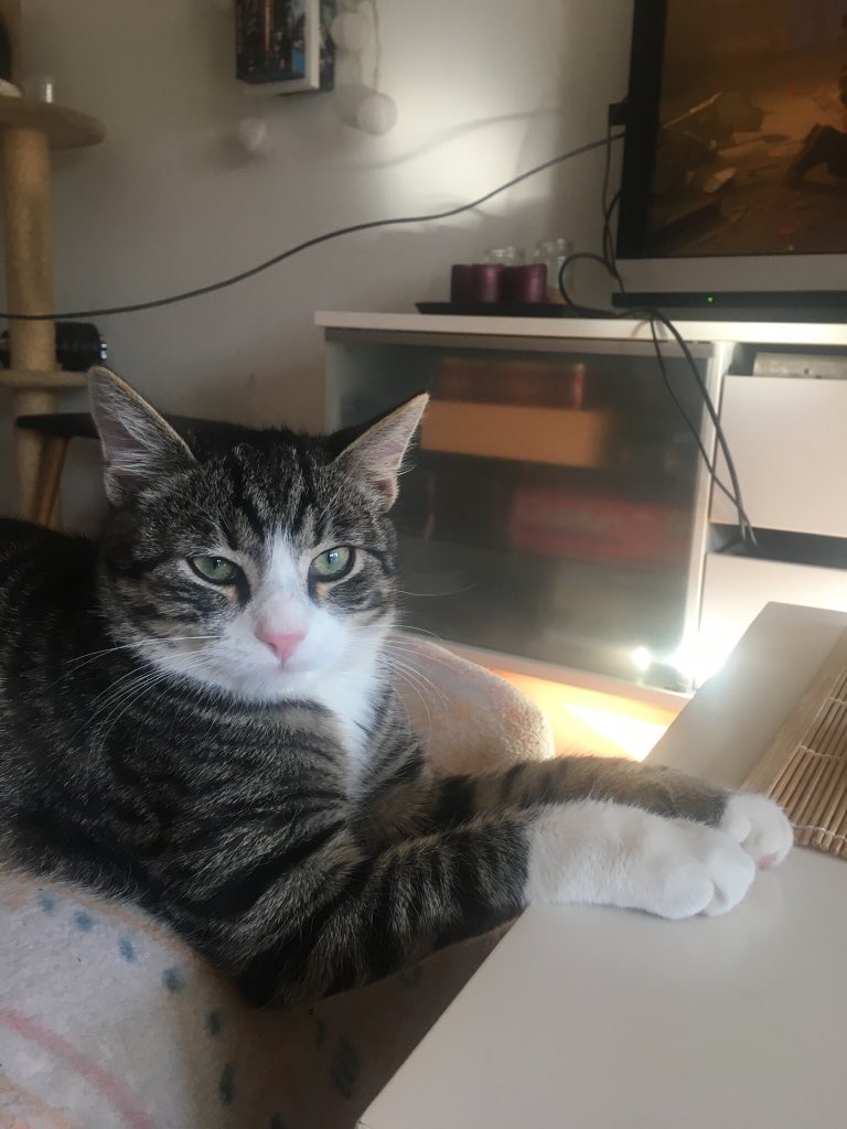 IefWeb's tweet photo. @kimrhodes4real my cat just felt disturbed by my delighted squee, when I discovered you in the last episode of #WhatIf ☺️ https://t.co/nv1bRJfFYo