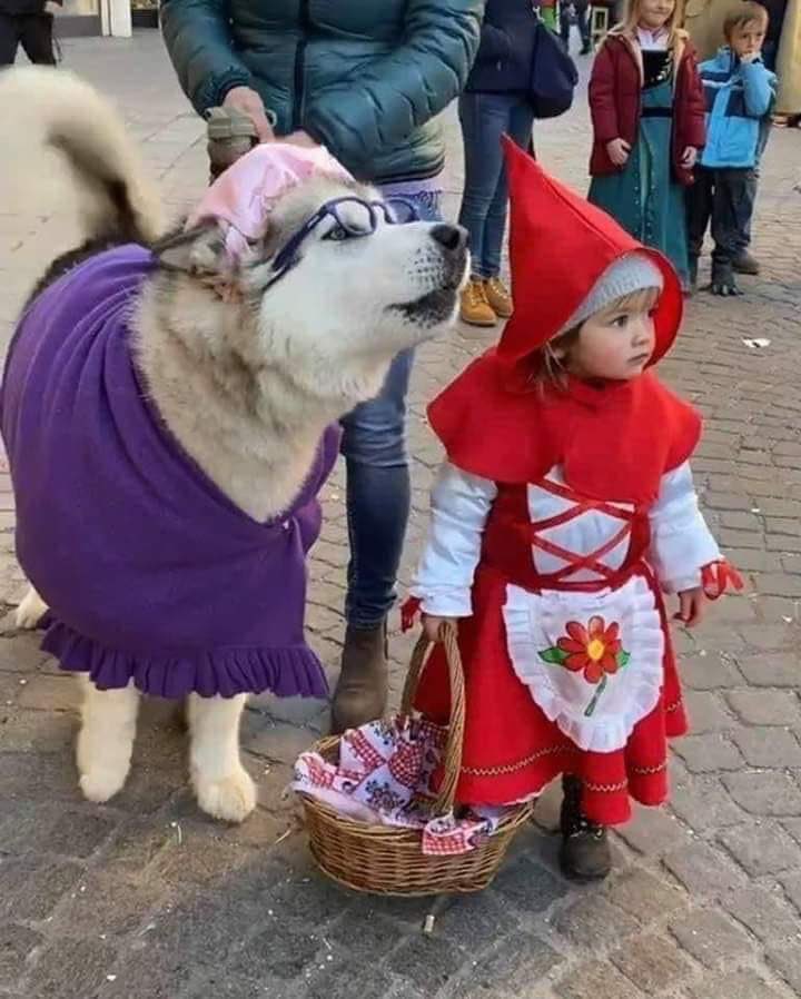 Geertjan_Oxe's tweet photo. Dit is toch een geweldige foto mensen ❤️

#roodkapje
#carnaval https://t.co/IqPV9EWCFk