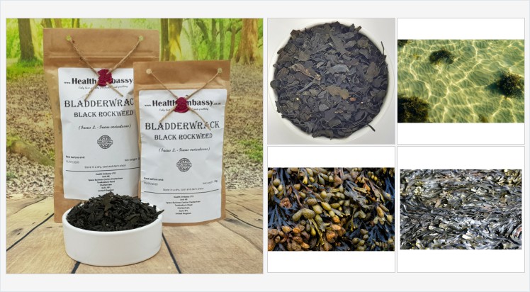 HealthEmbassy's tweet photo. Bladderwrack Black Rockweed (Fucus vesiculosus L.) #bladderwrackblackrockweed #fucusvesiculosus #bladderwrack #blacktang #rockweed #bladderfucus #seaoak #cutweed #dyersfucus #redfucus #rockwrack #homeopathy #naturalmedicine #organicherb #herbalism #tea https://t.co/vO35dVPJeb https://t.co/sH4SXb1sUd