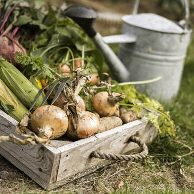 Grow your own Fruit and Veg: A great opportunity for beginners and those with more experience wanting to explore how to get the best from your growing spaces this year.

🗓️ 4th April 2020, 10:00-12:00
📌 Appleby Edibles, Station Yard, Appleby
ℹ️ facebook.com/events/5861102…