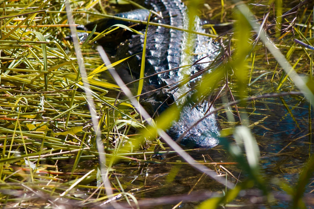 13. american alligator. they are obvs very important predators in the everglades but they are also "ecosystem engineers" that provide housing for other species through digging of their alligator holes.