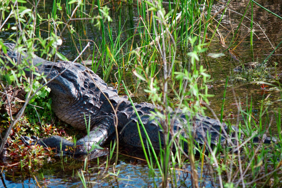 13. american alligator. they are obvs very important predators in the everglades but they are also "ecosystem engineers" that provide housing for other species through digging of their alligator holes.