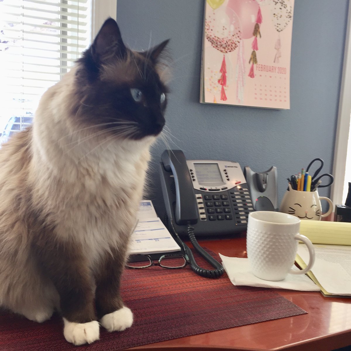 Blue will be answering the phones this afternoon 📞🐱