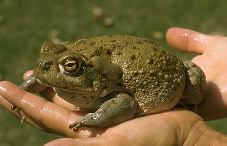 AmphibiaWeb- we're on @amphibiaweb.bsky.social tweet media