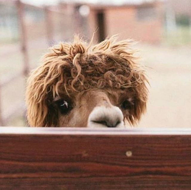 Don’t look now. It’s Monday again. But don’t worry. We can get through this together. 📸: @russian_alpacas⁠
⁠
#alpaca #alpacas #alpacasofinstagram #alpacalove #alpacalife #knitting #crocheting #yarn #igknitters #knittersoftheworld #instaknit #knitknit… ift.tt/3acCcld