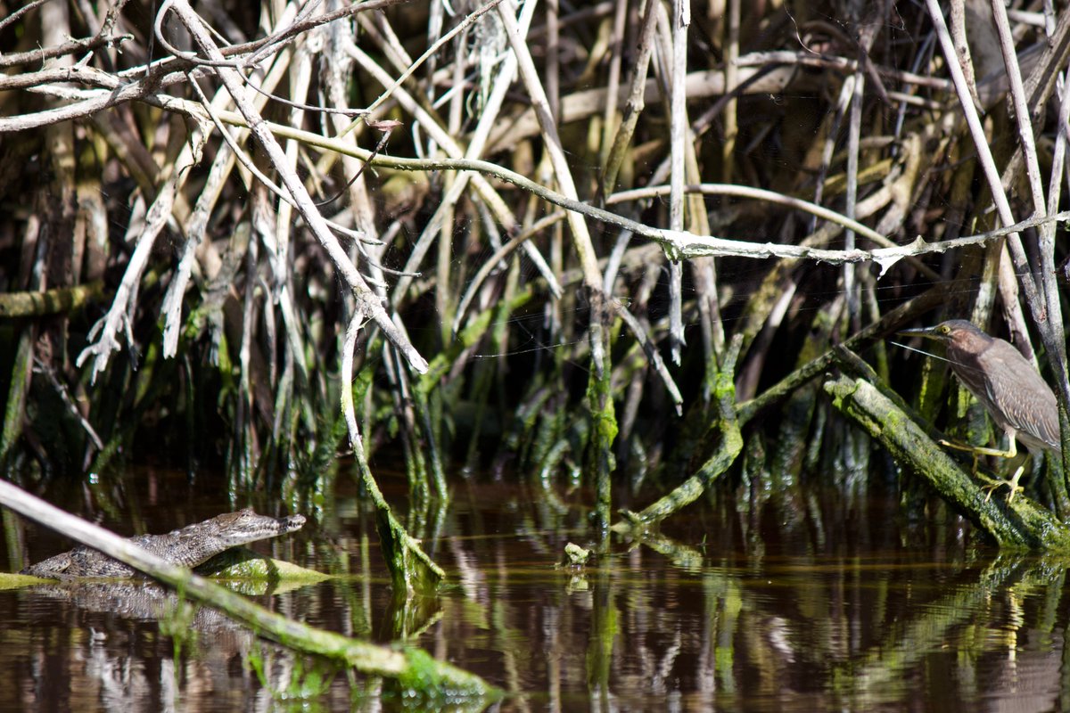 wrapping up this thread with this super cool interaction i caught on sunday. i am not sure if this green heron (10.) was really going to try to eat this baby croc or not, but the croc did a threat display and the heron noped the fuck out of there