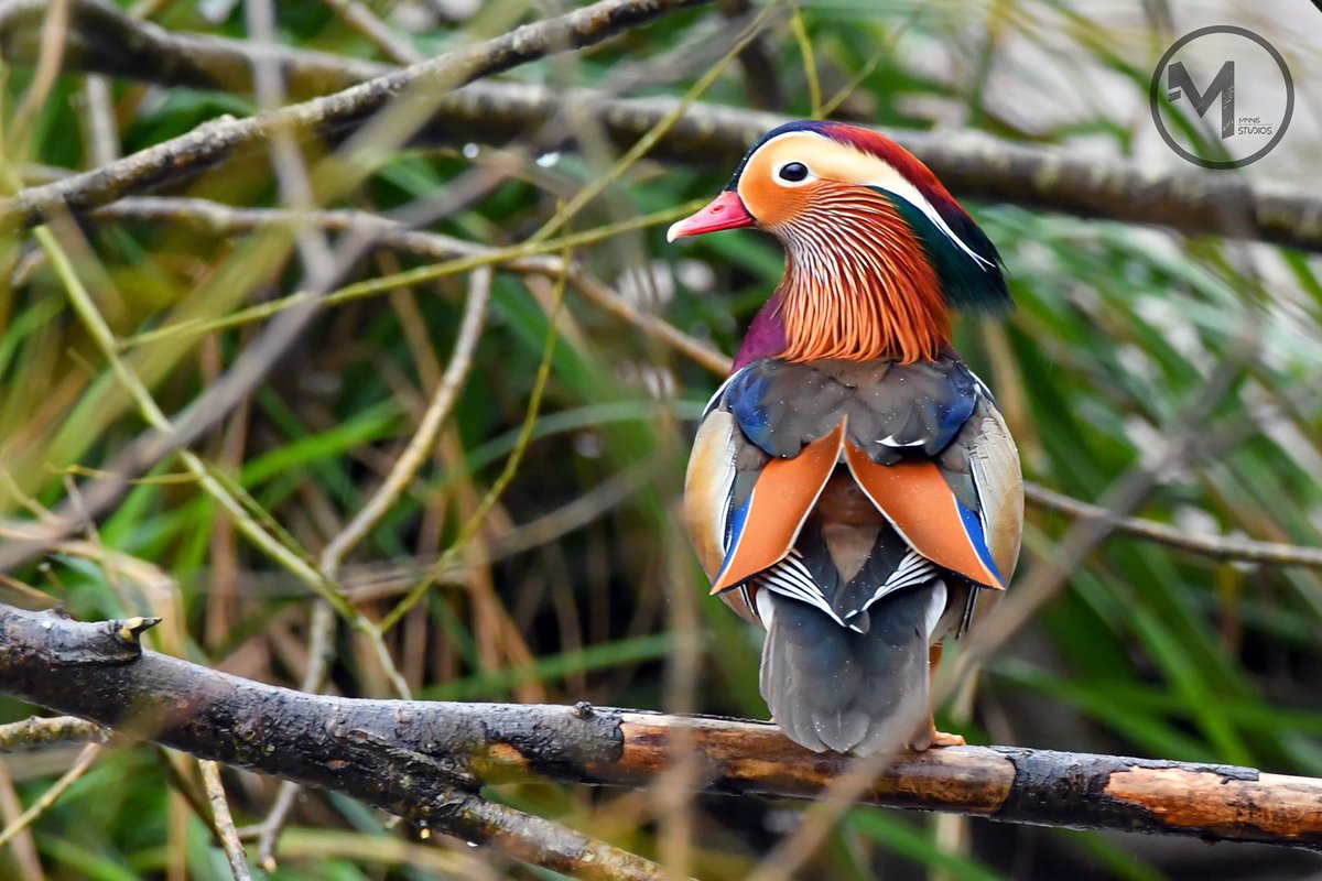 Mandarin Duck @_BTO @BTO_Wilts @Britnatureguide @wiltshirebirds @BirdwatchExtra @WiltsWildlife @BirdWatchDaily @wildlife_uk @BirdGuides @Birdies_UK @WildlifeTrusts #britishbirds #ukbirds